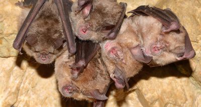 UK bats carry coronaviruses with zoonotic potential, study finds